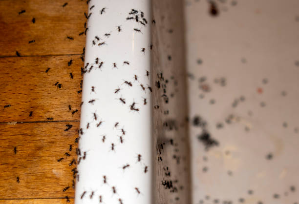 Best Best Pest Control Companies  in Sonoma State University, CA