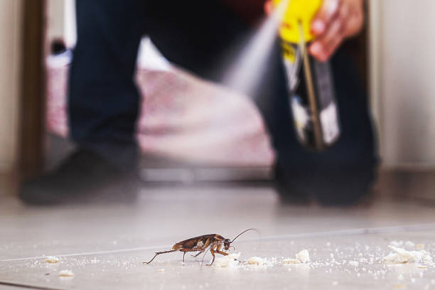 Reliable Sonoma State University, CA Pest Control Solutions